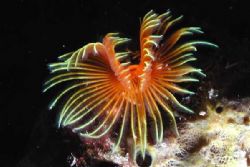 Tube worm. Nikon Coolpix 990 in Ikelite housing with subs... by John Durden 